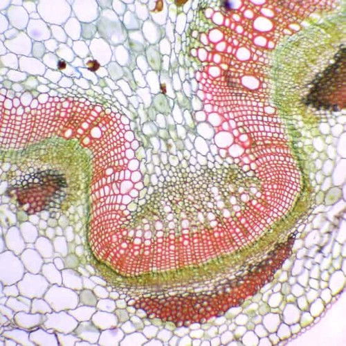 prepsld monocot dicot stem