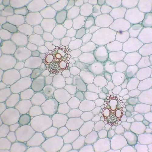 prepsld corn stem cs