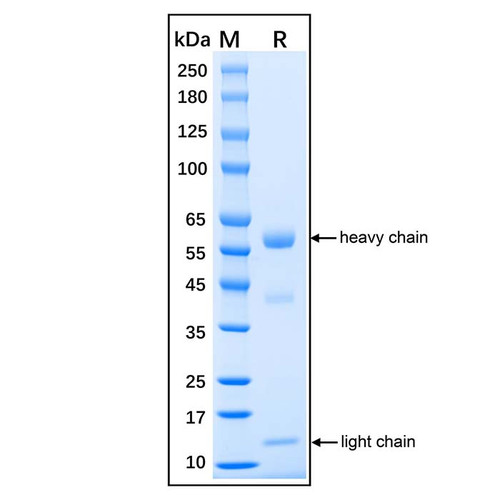 native human myeloperoxidase protein
