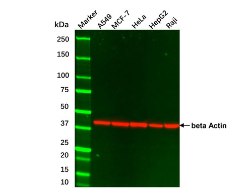 raji whole cell lysate
