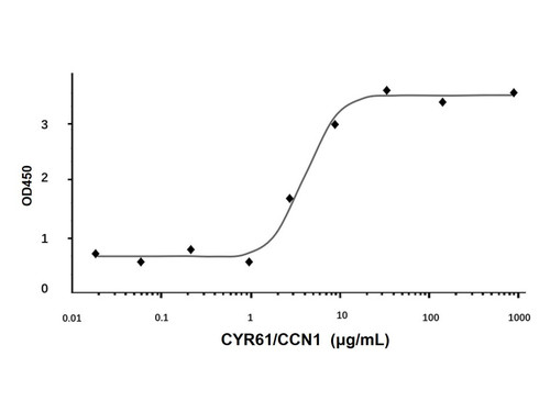 recombinant human cyr61/ccn1 protein