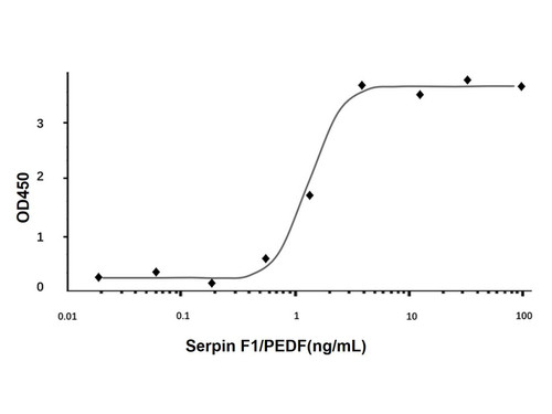 recombinant human serpin f1/pedf protein