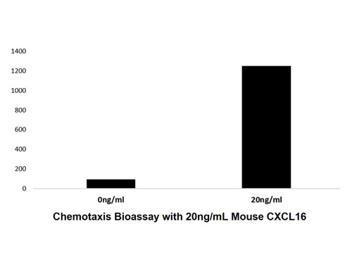 recombinant mouse cxcl16 protein
