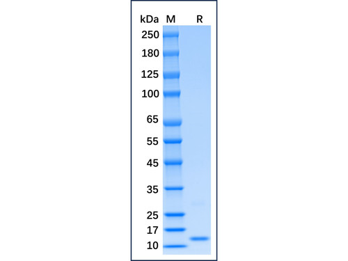 recombinant mouse ifn-gamma protein