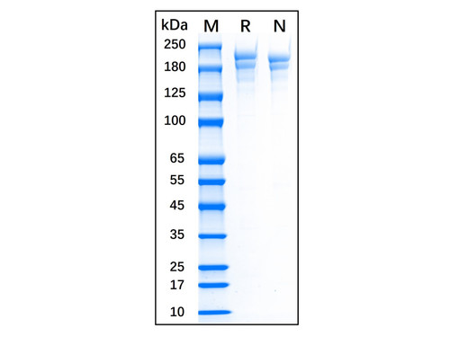 recombinant human fibronectin protein
