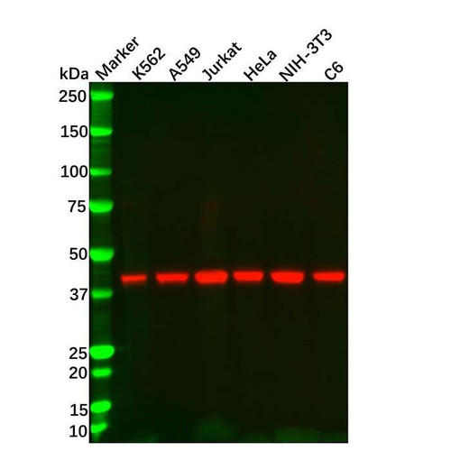 beta actin mouse mab (hrp)