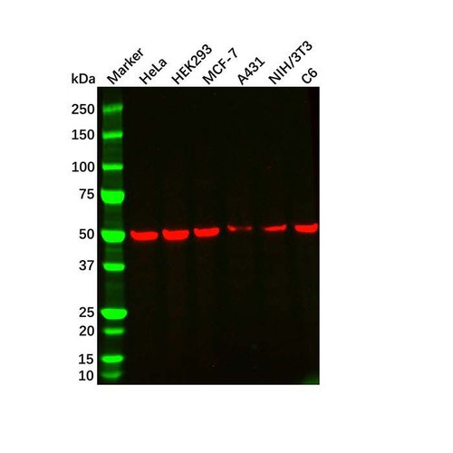 beta tubulin mouse mab