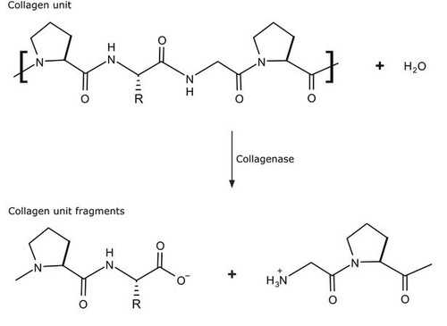 collagenase from clostridium histolyticum (c15-1198-111)