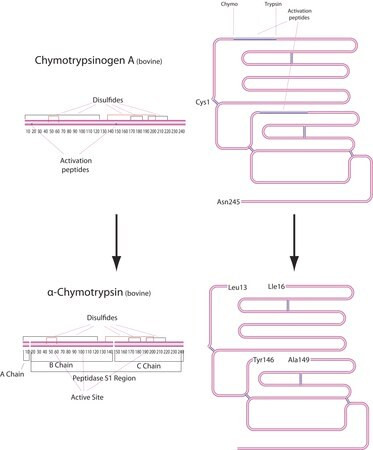 alpha-chymotrypsin from bovine pancreas (c15-1198-228)