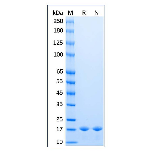 recombinant baker's yeast sumo protein (c09-1186-042)