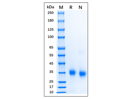 recombinant human sars-cov-2 spike protein rbd (c09-1186-053)