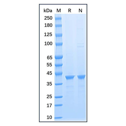 recombinant human gapdh protein (c09-1186-081)
