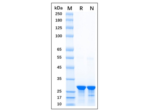 recombinant gfp protein (c09-1186-109)