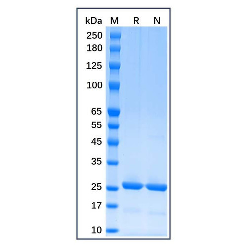 recombinant human bcl-2 protein (c09-1186-190)