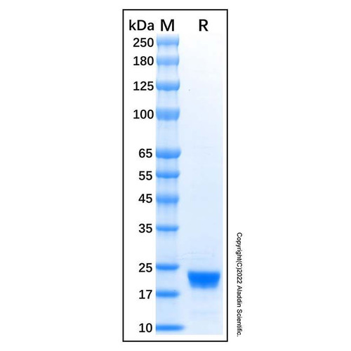 recombinant human il-28b/ifn-lambda 3 protein (c09-1186-231)