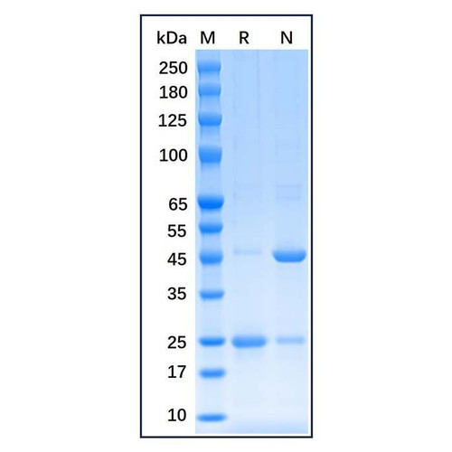 recombinant human estrogen receptor alpha protein (c09-1190-524)