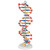 dna model