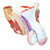 female genital organ model