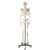 full-size skeleton with muscles - mounted
