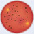 xlt4 agar (base) (c15-1297-019)