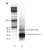 human native nucleosomes