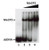 human recombinant mecp2 (methyl-cpg-binding protein 2)