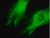 lentibrite eb3-gfp lentiviral biosensor