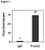 chipab+ foxa2 - chip validated antibody and primer set