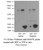 rac1 activation magnetic beads pulldown assay