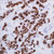 leukocyte peroxidase kit (c15-1303-173)