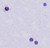 peroxidase (myeloperoxidase) leukocyte kit (c15-1303-175)
