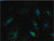 anti-lamp1 mouse mab (ly1c6) (c15-1303-486)