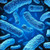 bl21(de3) singles competent cells - novagen (c15-1307-902)