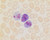 leukocyte alkaline phosphatase kit (c15-1310-914)