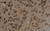 anti-dab1 (c15-1316-373)