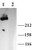 anti-ip3 receptor 1 antibody (c15-1316-387)