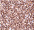 anti-trex1 antibody (c15-1317-212)