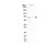 anti-phospho aep (ser226) (c15-1317-508)