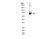 anti-hmg-lysine (c15-1317-797)