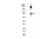 anti-methylglutaryl-lysine (c15-1317-806)