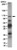 anti-hmg-coa reductase antibody (c15-1317-851)