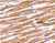 anti-gpvi antibody (c15-1317-877)
