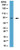 anti-sun2 antibody (c15-1318-035)