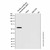 recombinant firefly luciferase antibody (c007b-569183)