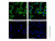 beta actin mouse mab (af488) (c007b-576800)