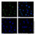 recombinant brdu antibody (c007b-591243)