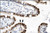 anti-e2f4 antibody produced in rabbit (c15-1340-622)