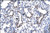 anti-hey1 antibody produced in rabbit (c15-1340-734)