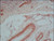 anti-mouse igg (whole molecule)-biotin antibody produced in rabbit