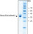 deoxyribonuclease i bovine (c15-1355-686)